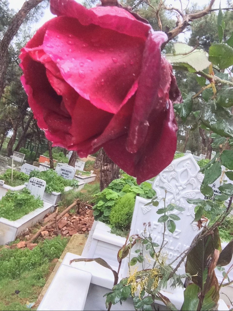 filiz Yuvarlak-heybeliada