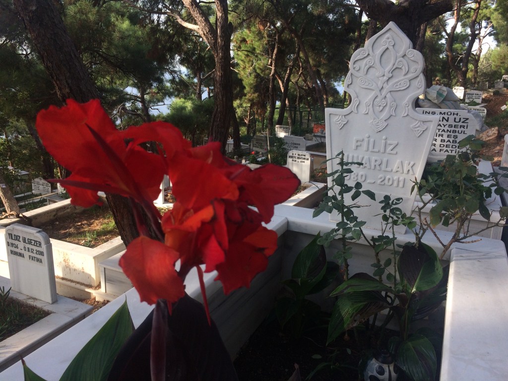 Filiz Yuvarlak- Çınar -Heybeliada_2